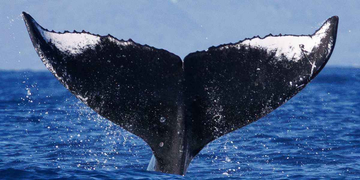 Fluke of HW-MN0445425