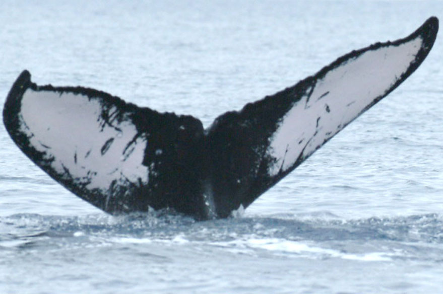 Fluke of HW-MN0440695