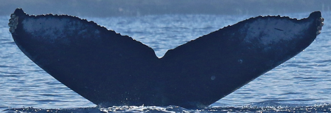 Fluke of HW-MN0445427