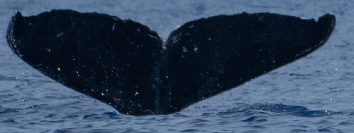Fluke of HW-MN0445434