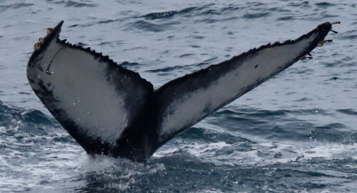 Fluke of HW-MN0104537