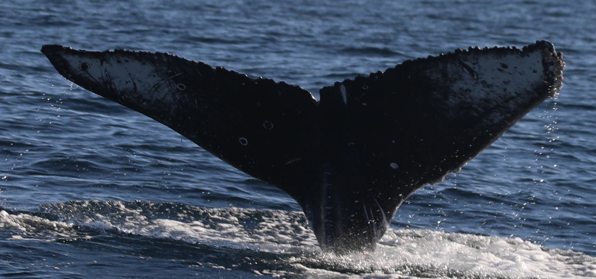 Fluke of HW-MN0504035
