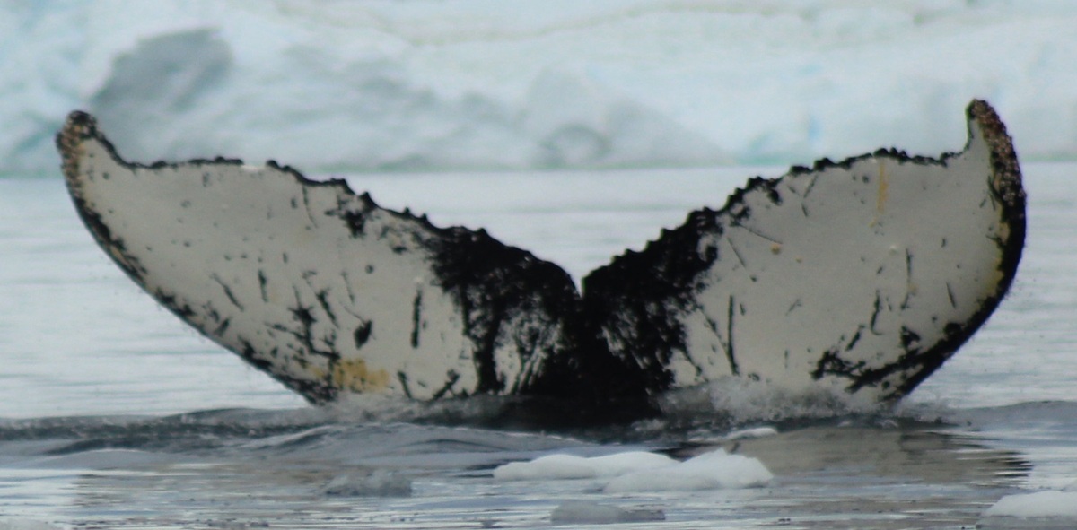 Fluke of HW-MN1308347