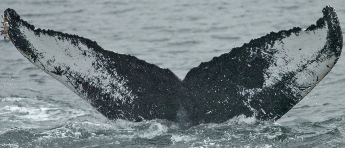 Fluke of Bauxbaumia (FS)