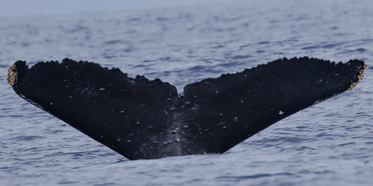 Fluke of HW-MN0440791