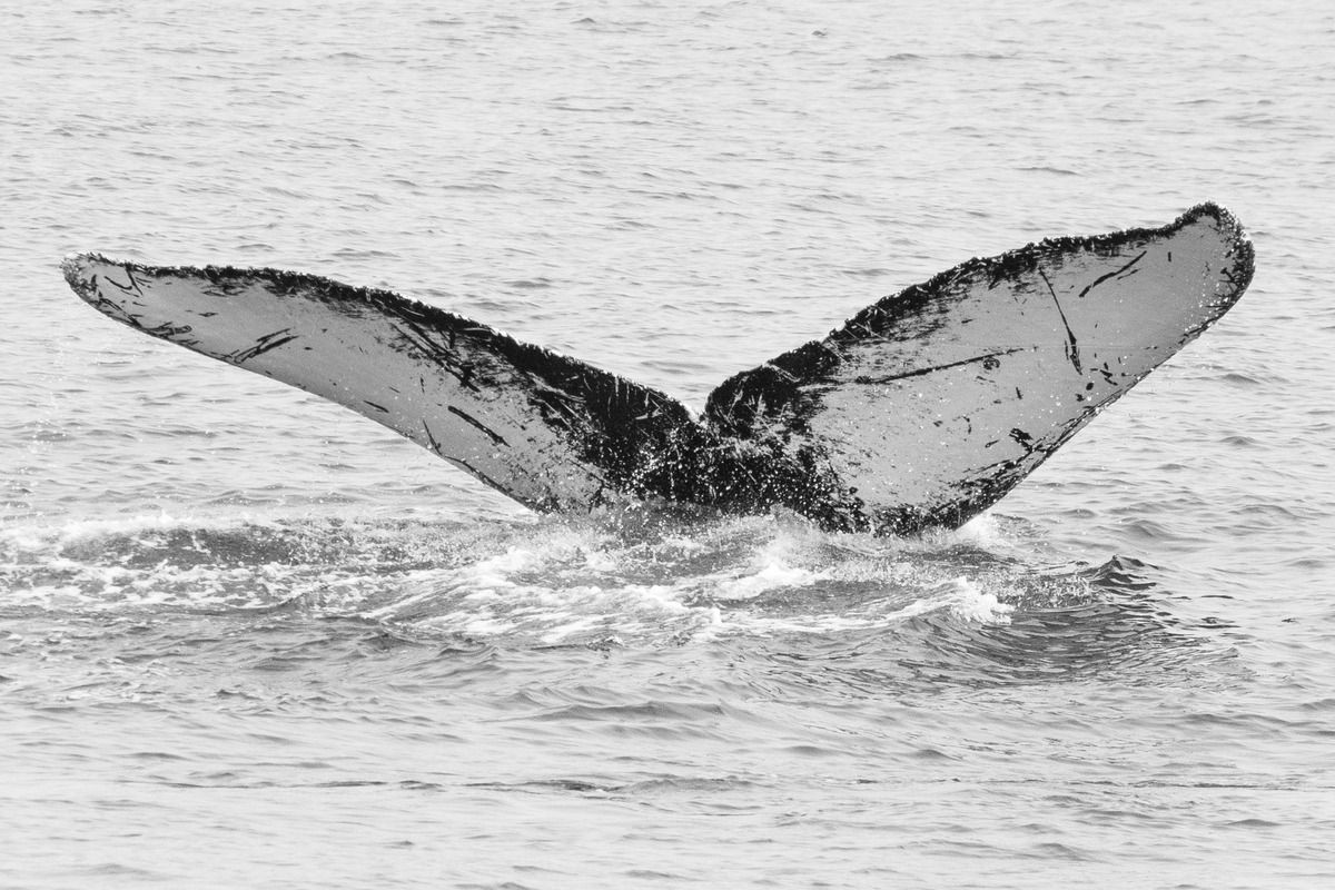Fluke of Arc'teryx (TMMC)