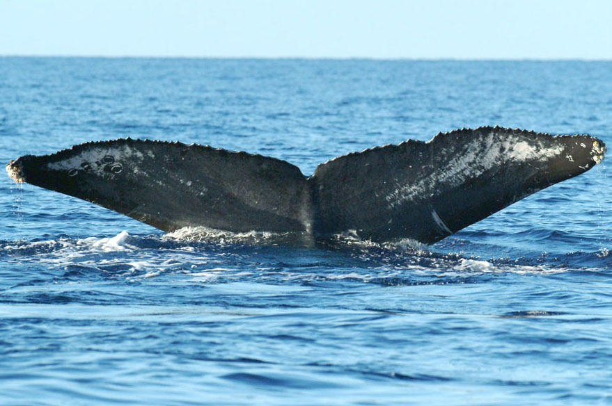 Fluke of Yisrael (FS)