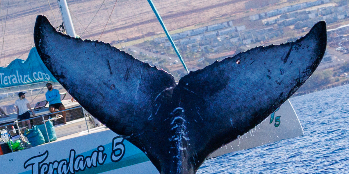 Fluke of HW-MN0445439