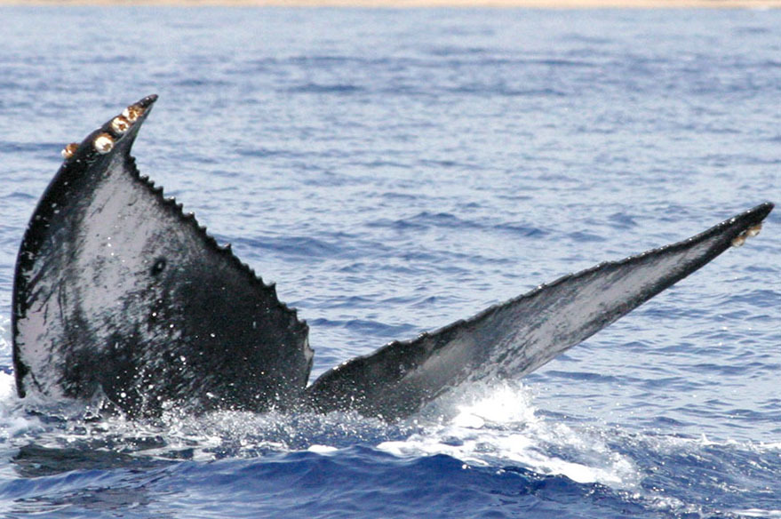 Fluke of BCY0519