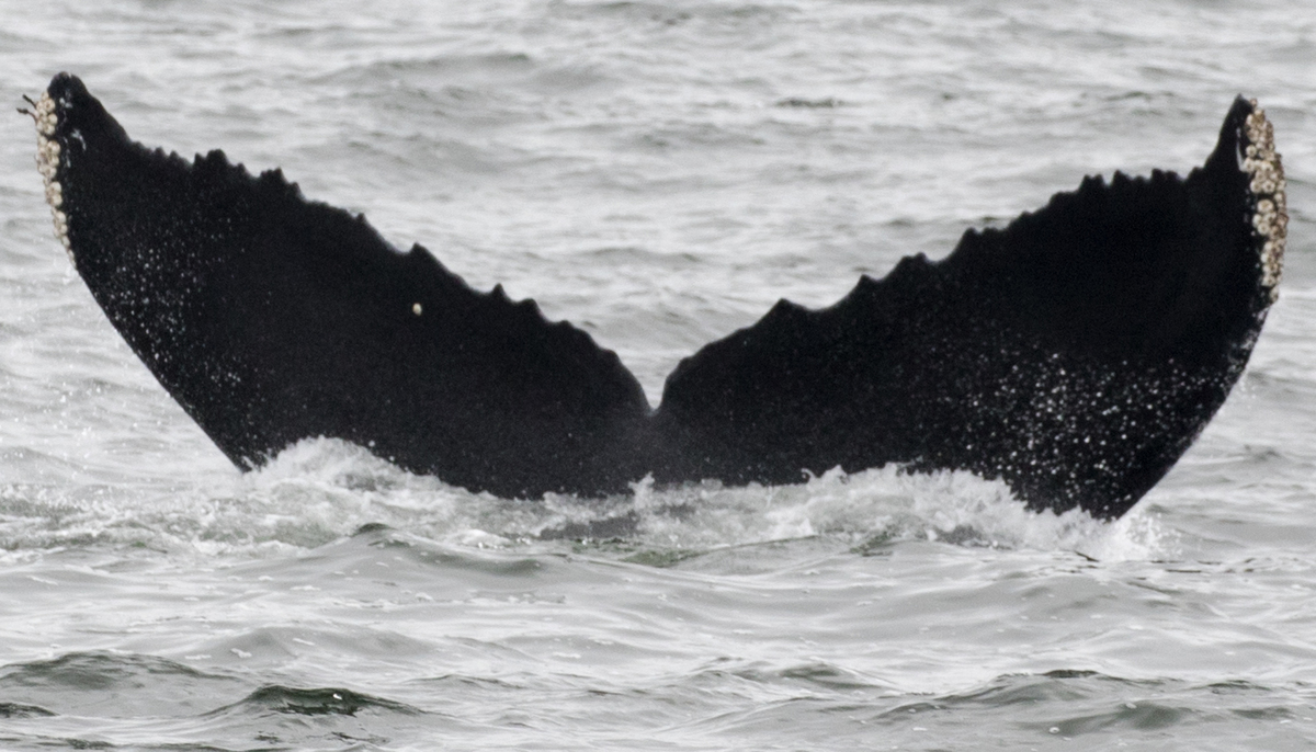 Fluke of CRC-11378