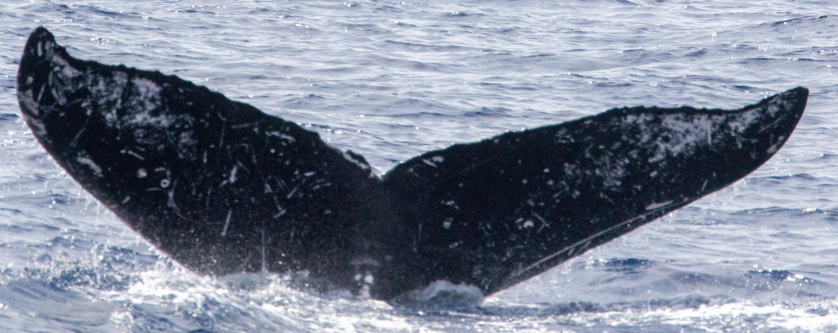 Fluke of HW-MN0440636