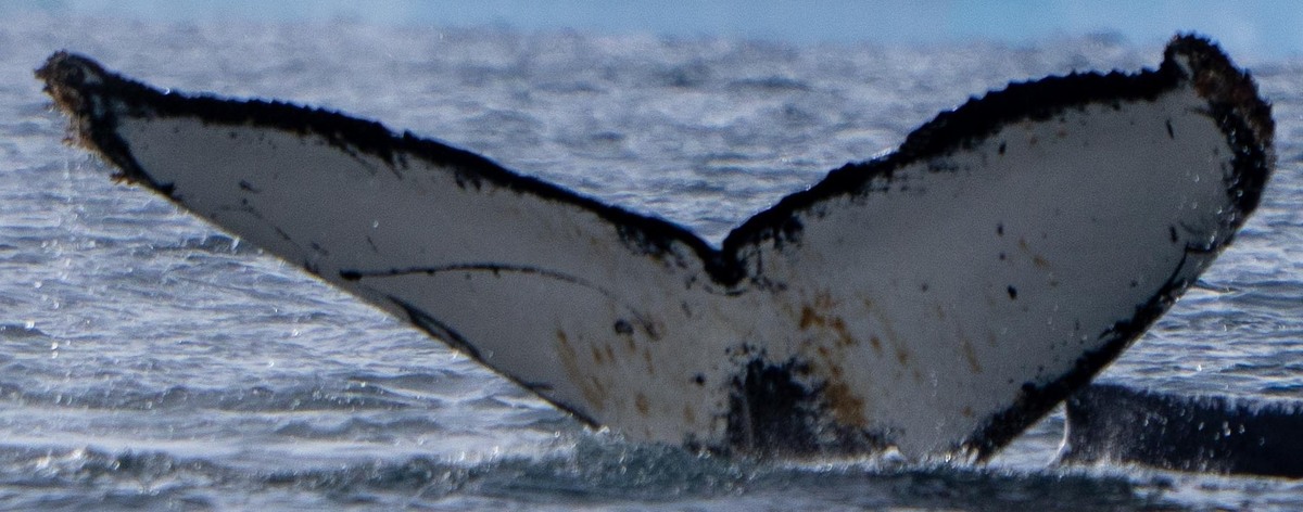 Fluke of HW-MN1308370