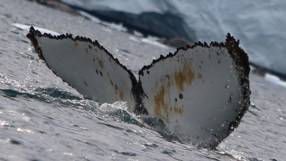 Fluke of Hanemm (Antarctica)