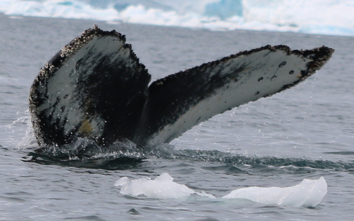 Fluke of HW-MN1308397