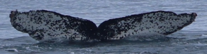 Fluke of HW-MN1308402