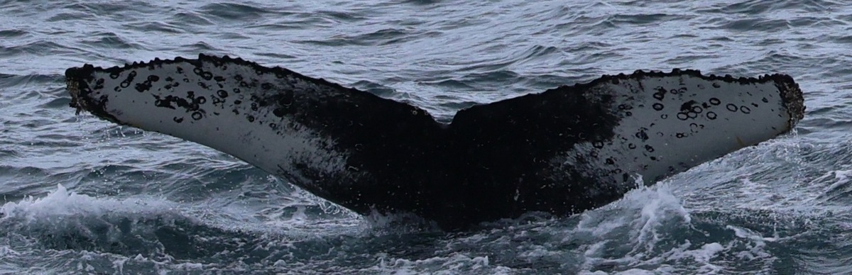 Fluke of HW-MN1308407