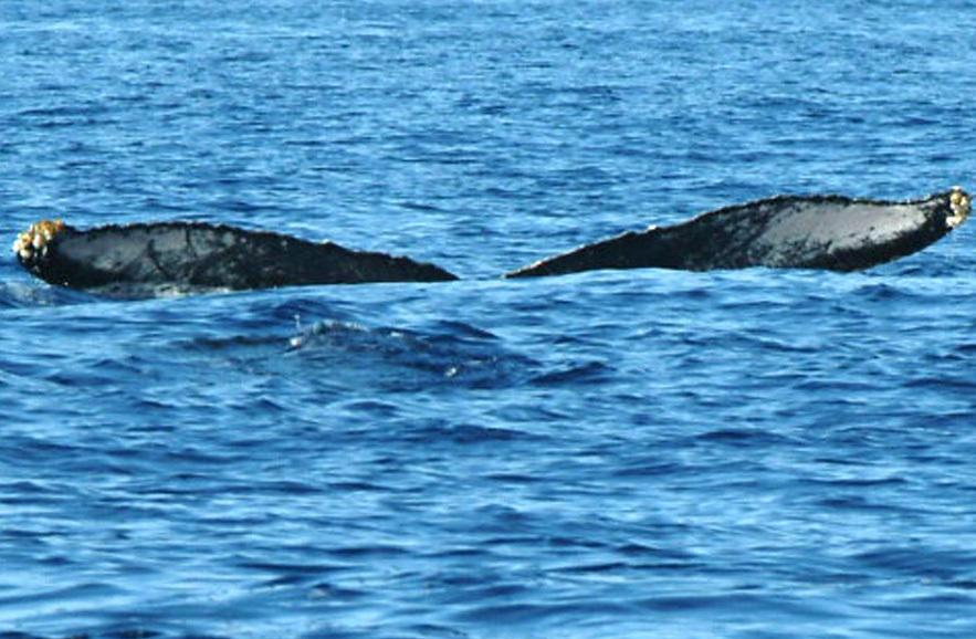 Fluke of Pluetus (FS)