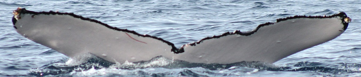 Fluke of HW-MN0445440