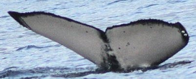 Fluke of HW-MN0445443