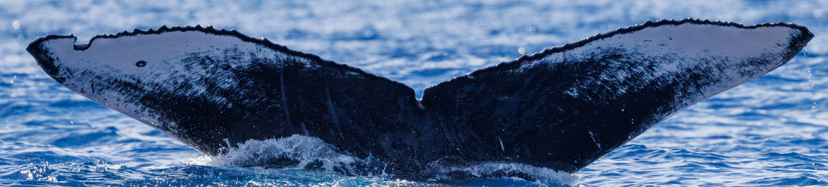 Fluke of HW-MN0445450
