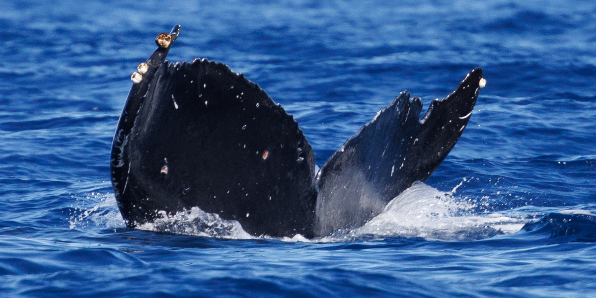 Fluke of HW-MN0445468
