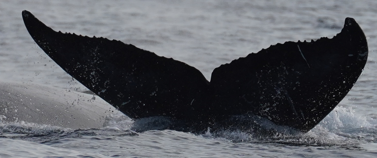 Fluke of HW-MN0524882
