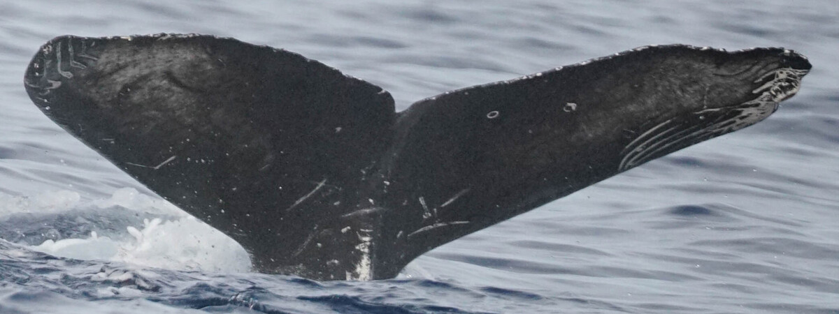 Fluke of HW-MN0524884