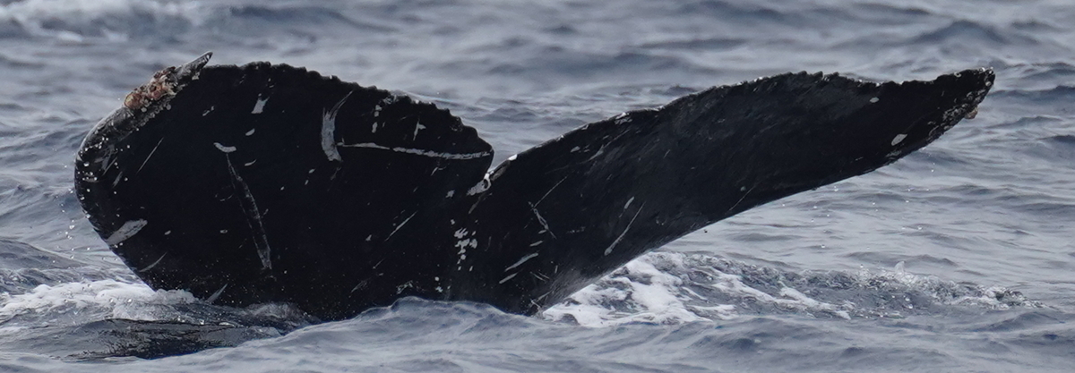 Fluke of HW-MN0524885