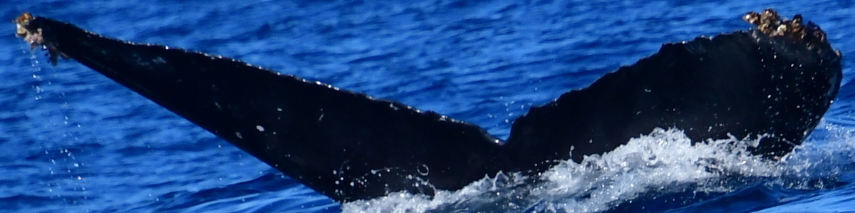 Fluke of HW-MN0524888