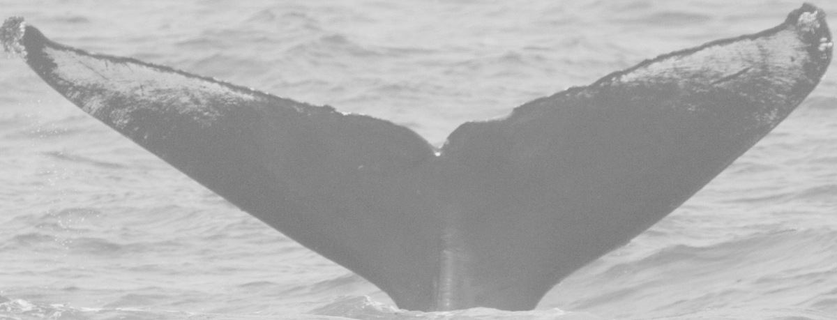 Fluke of CRC-10036