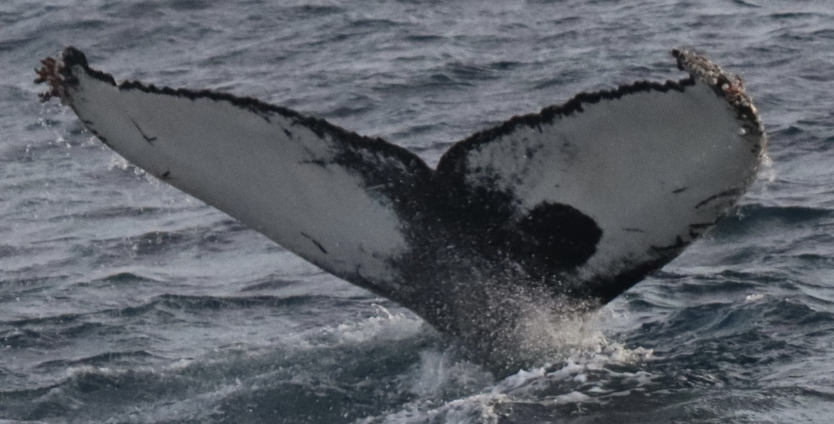 Fluke of 8Ball (Husavik)