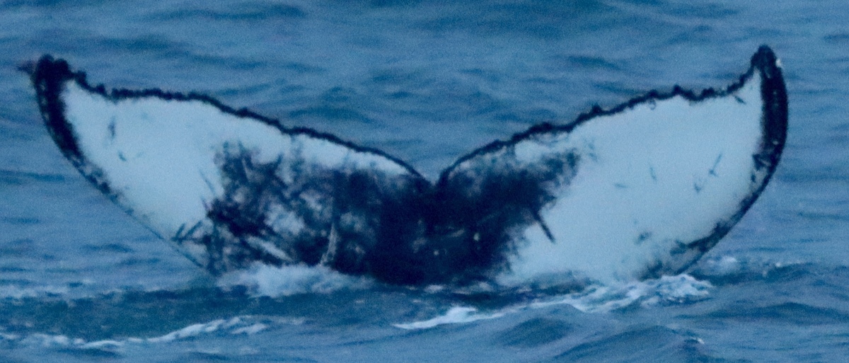 Fluke of HW-MN0104556