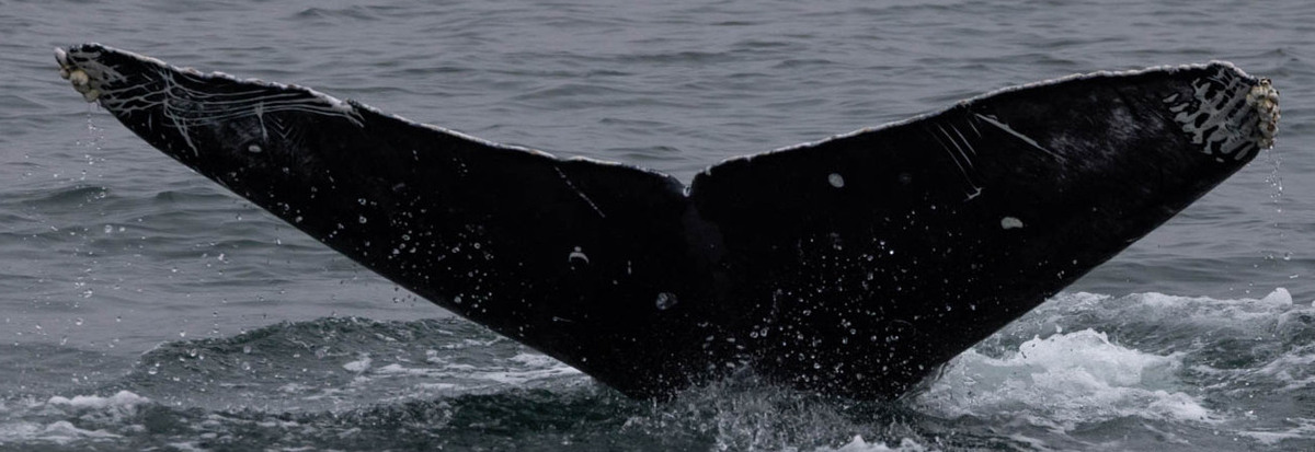 Fluke of HW-MN0504042