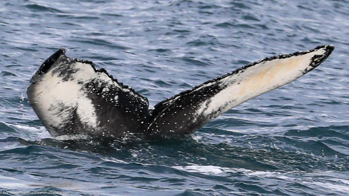 Fluke of HW-MN0504044