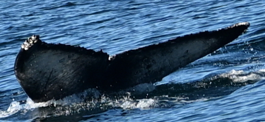 Fluke of 2024-2025 calf of CRC-11354