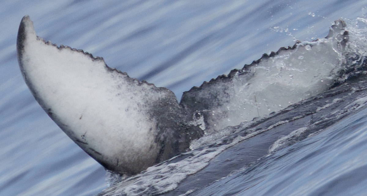 Fluke of Cookie (2025-2026 calf of SEAK-1663)