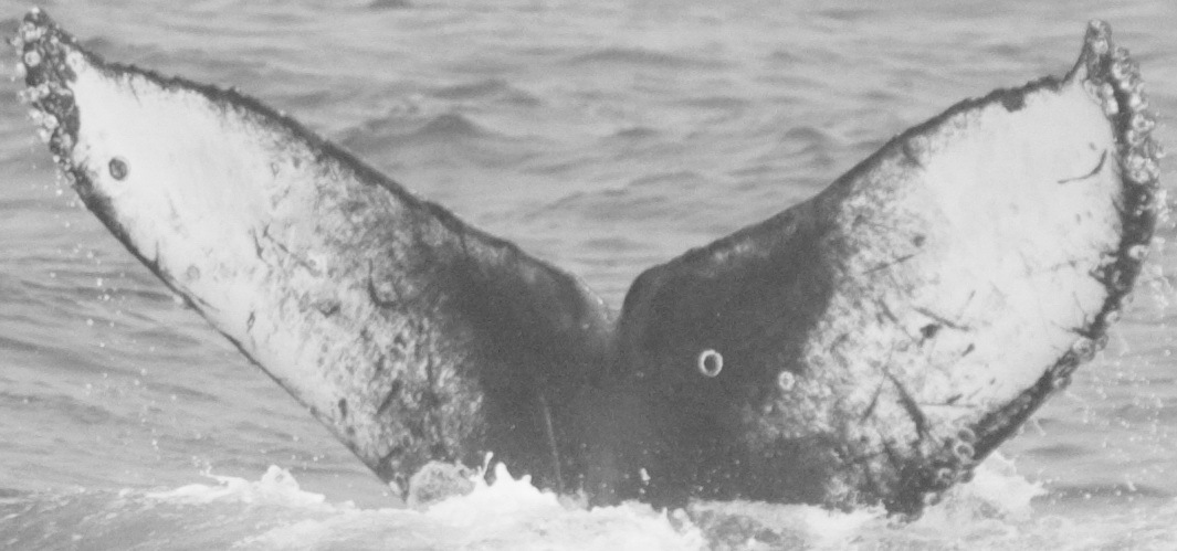 Fluke of CRC-12431