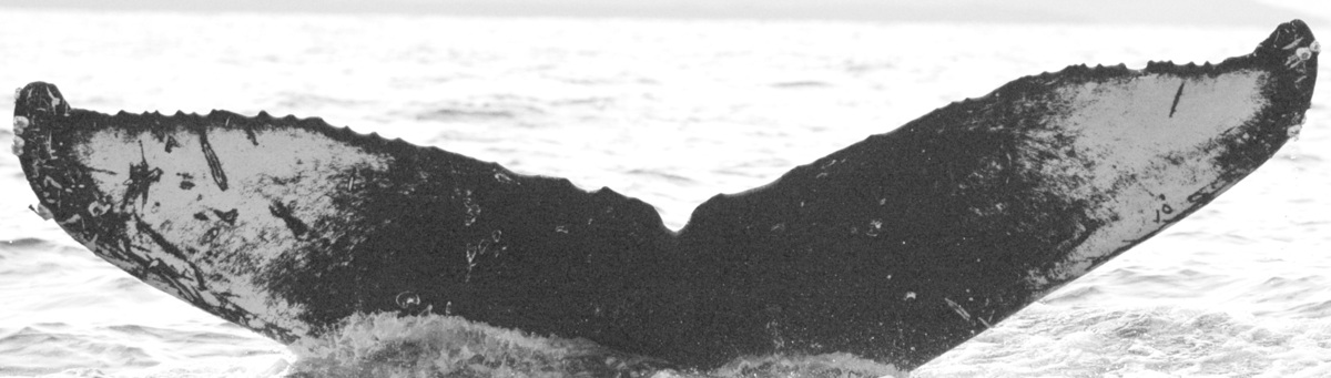 Fluke of Pegasus (Wrangell)
