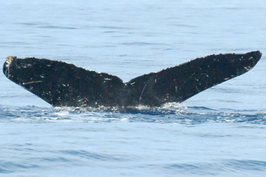Fluke of SEAK-5583