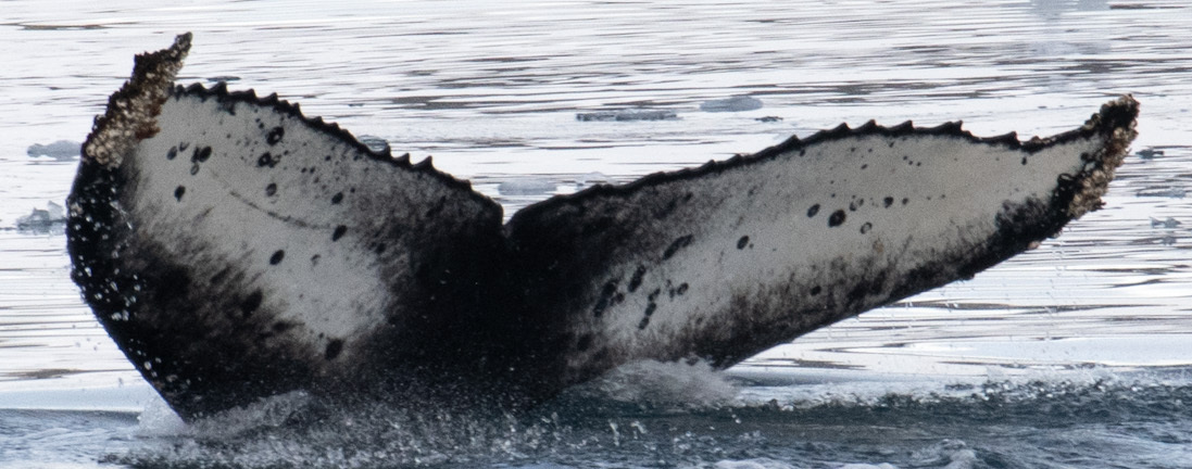Fluke of Smurftail (Antarctica)