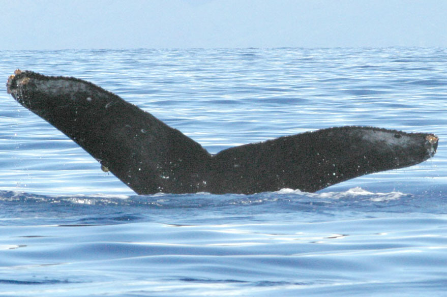 Fluke of BCX0654