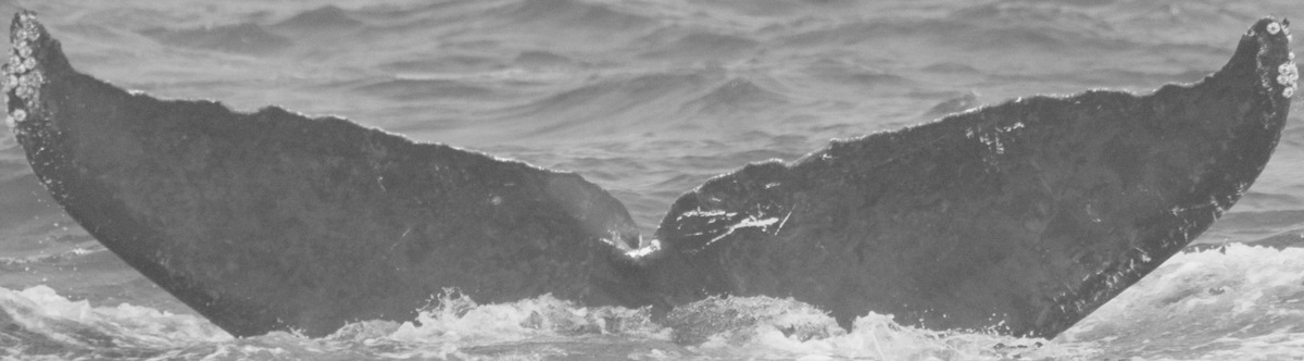 Fluke of CRC-10568
