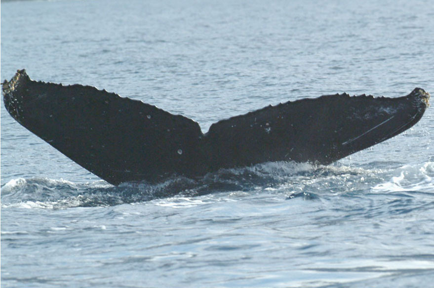 Fluke of HW-MN0440617