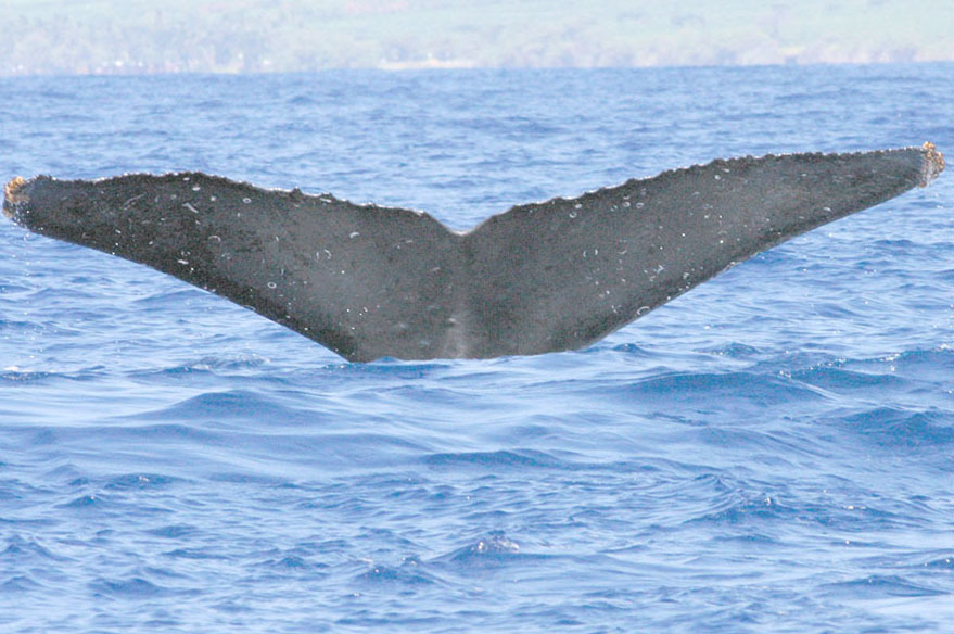 Fluke of CRC-13593