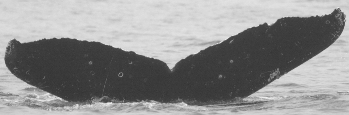 Fluke of CRC-10571