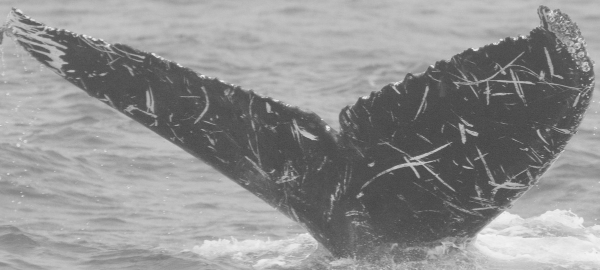 Fluke of Don Juan (Sayulita)