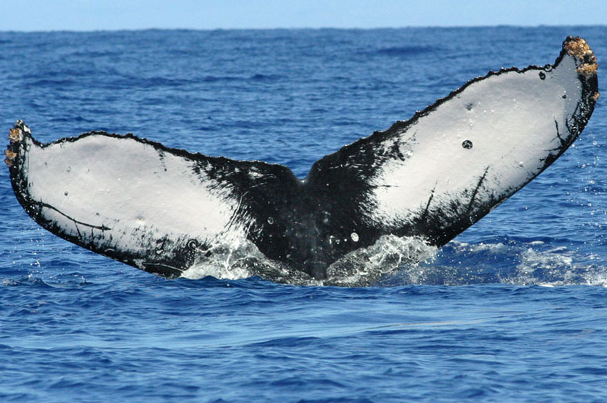 Fluke of HW-MN0440770