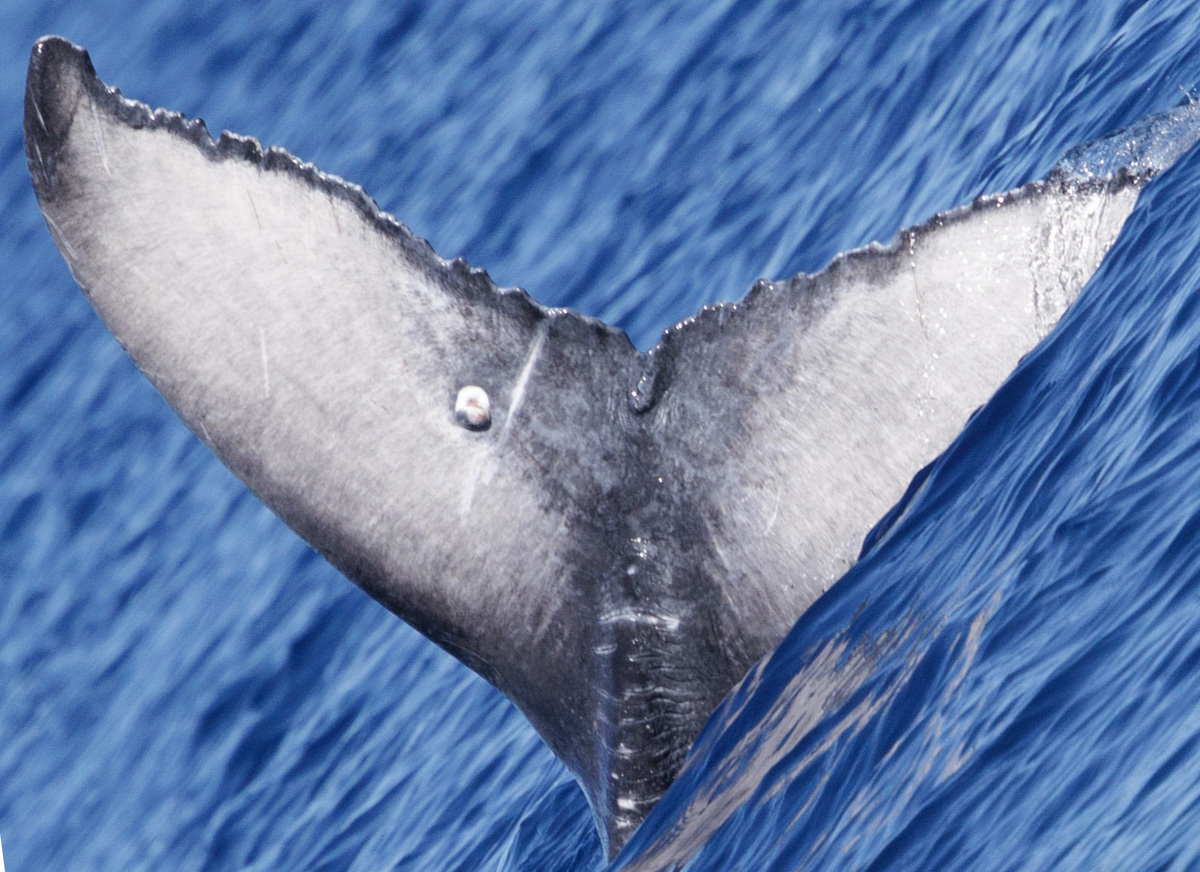 Fluke of 2025-2026 calf of HW-MN0443255