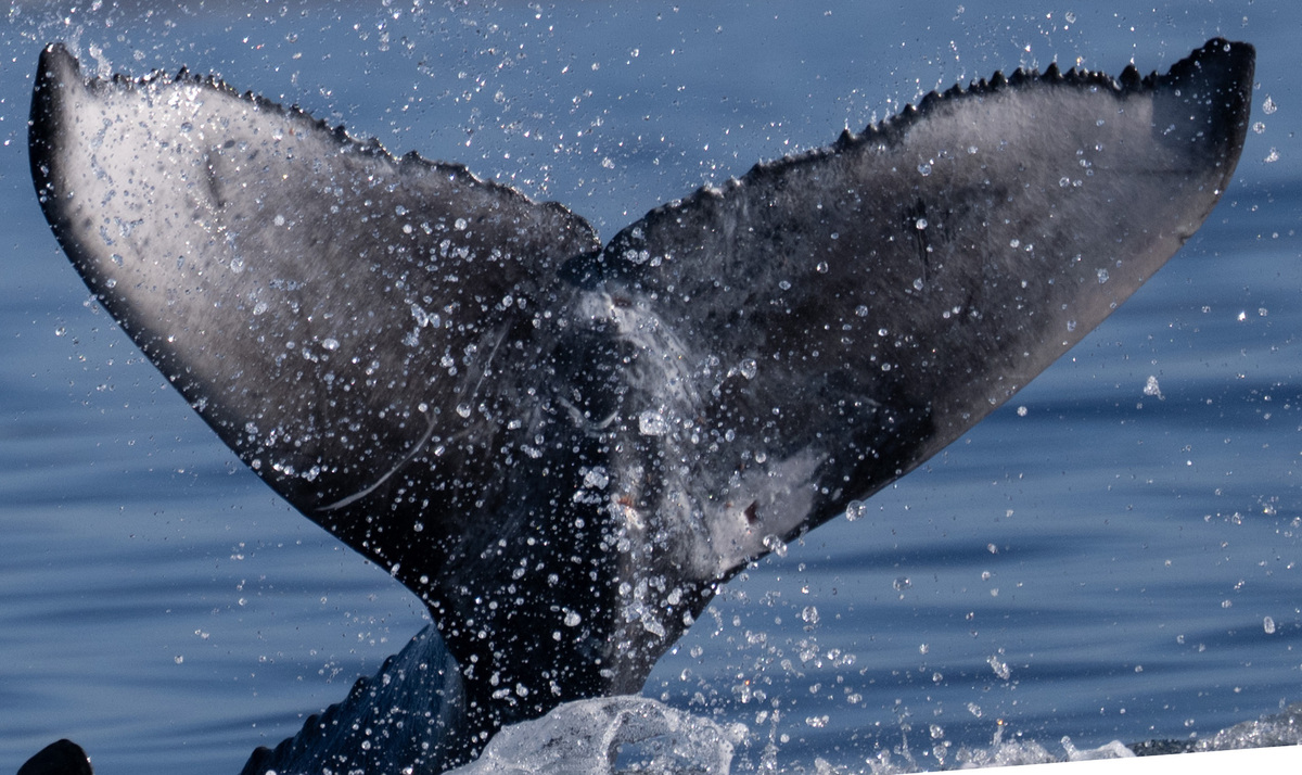 Fluke of 2025-2026 calf of Little Jack (KBay)