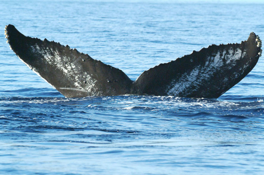 Fluke of KadaDiaEsEqual (FS)